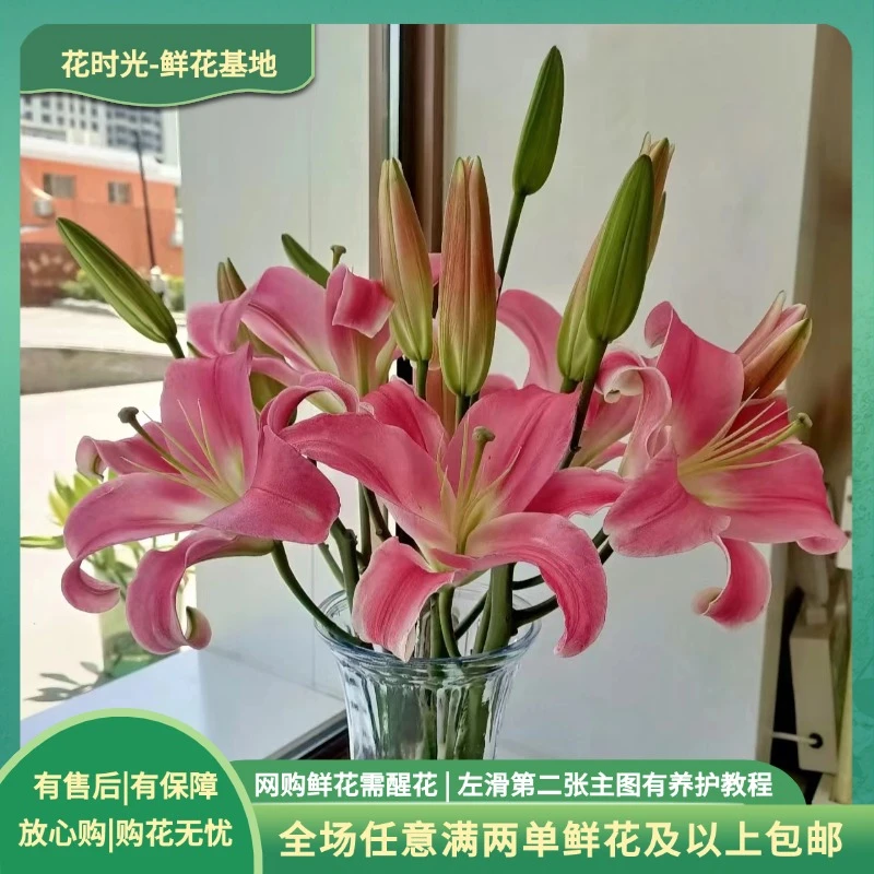 【罗宾】精品罗宾香水百合 基地直发| 全场任意满两单鲜花包邮