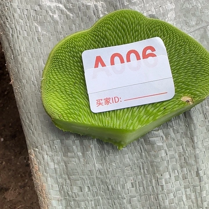 国***市无花朵砍头青蛇缀006