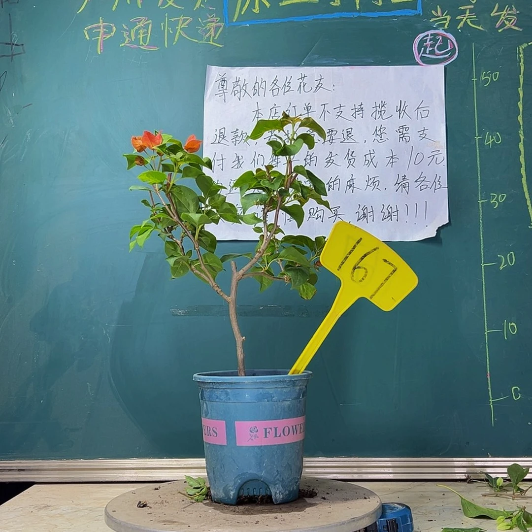 当前无花栽培后可以开花 暗斑夕阳红  167