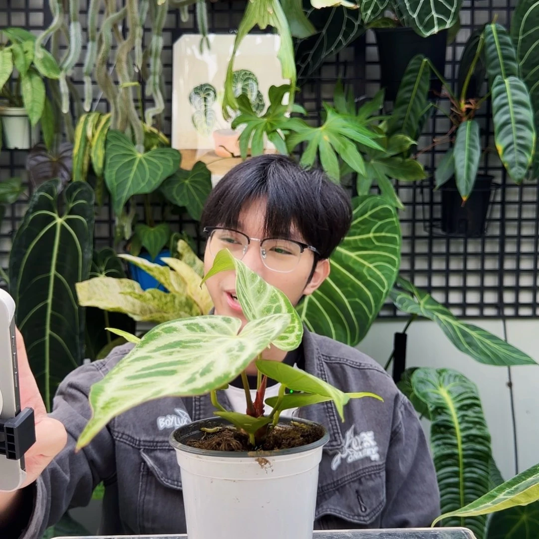 完全开放J157 银刷子