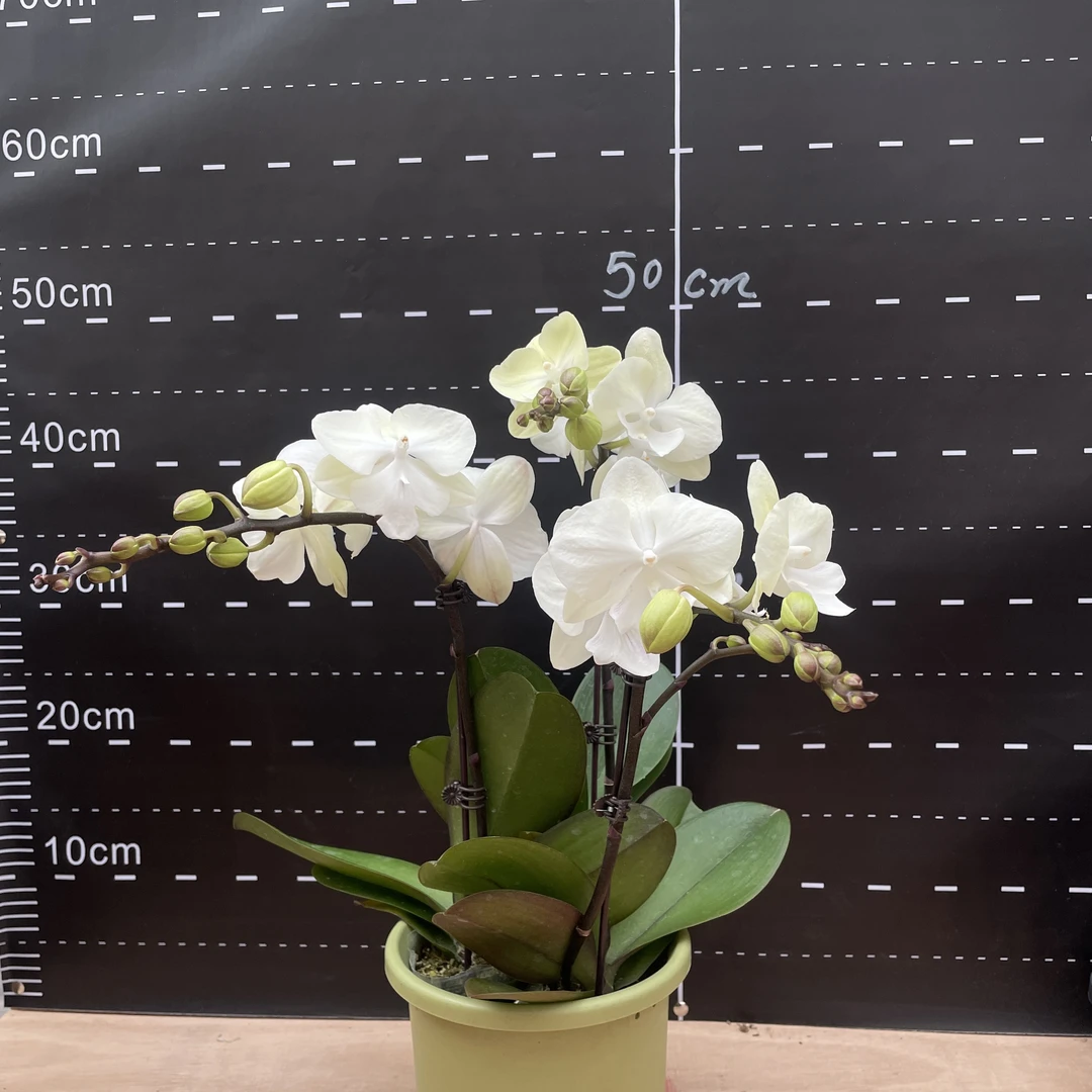 【绿野仙踪】2.8寸单梗蝴蝶兰带花剑花苗盆栽室内桌面阳台