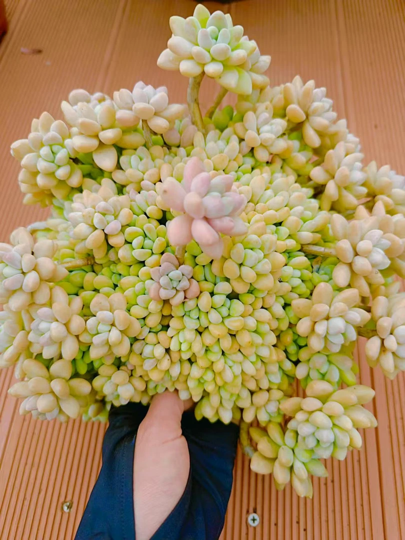 【鱼子酱】脱土发货 云南维维盆栽多肉包邮 新手好养