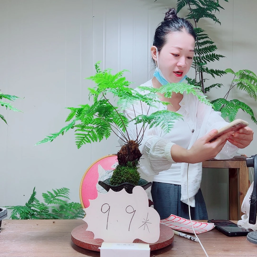 无花朵金丝虹鳞蕨