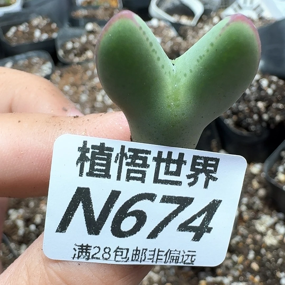 多肉植物的润泽风格