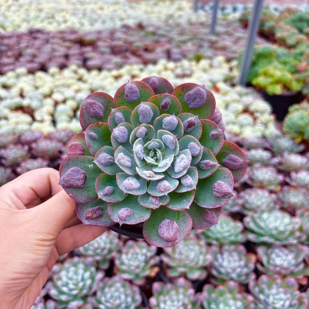 雨滴多肉植物（满15元包邮）阳台露台办公室绿植植