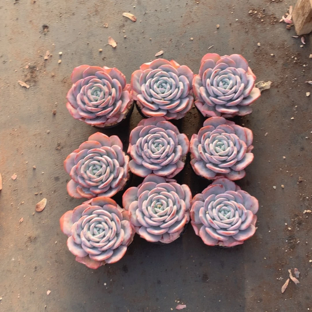 多肉植物多肉植物