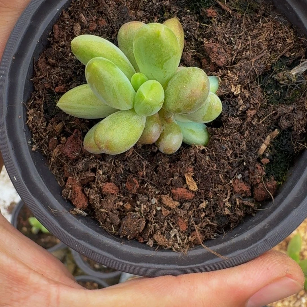 朵唯菲 红体 一物一拍