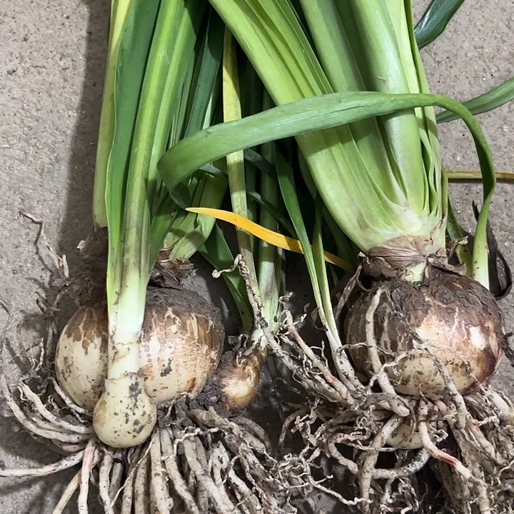 无花朵青苹果。 2颗。 6厘米