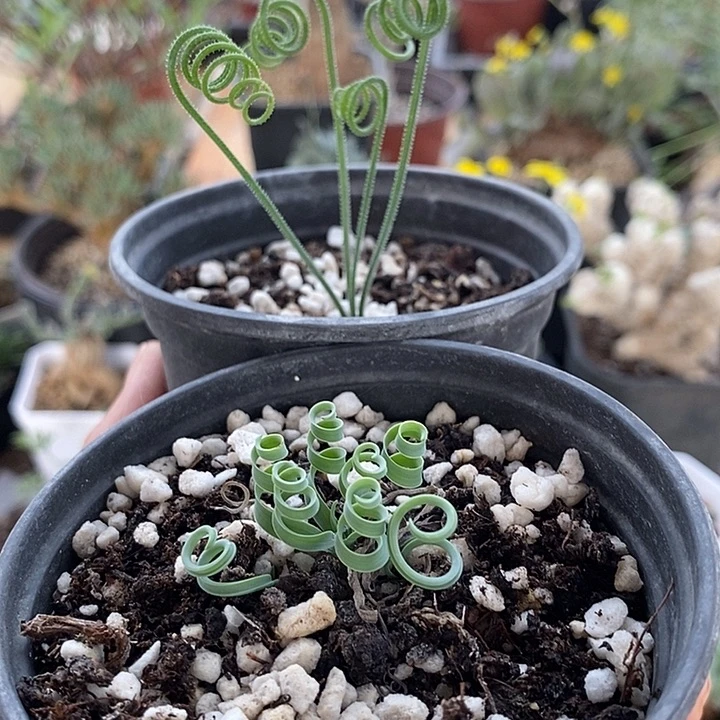 293贵妃➕毛细一一一一一一一一一