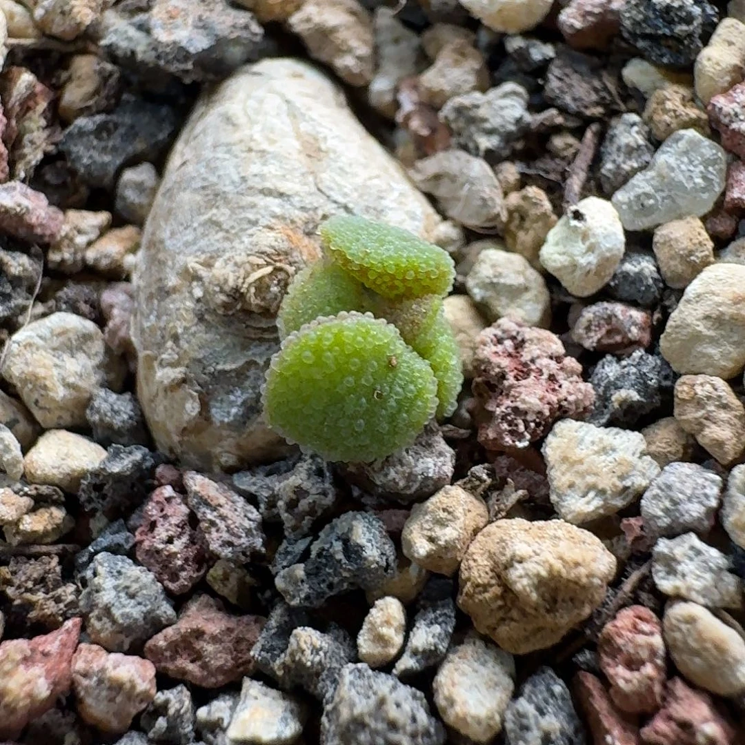 折枝奇峰锦一个约1.3cm