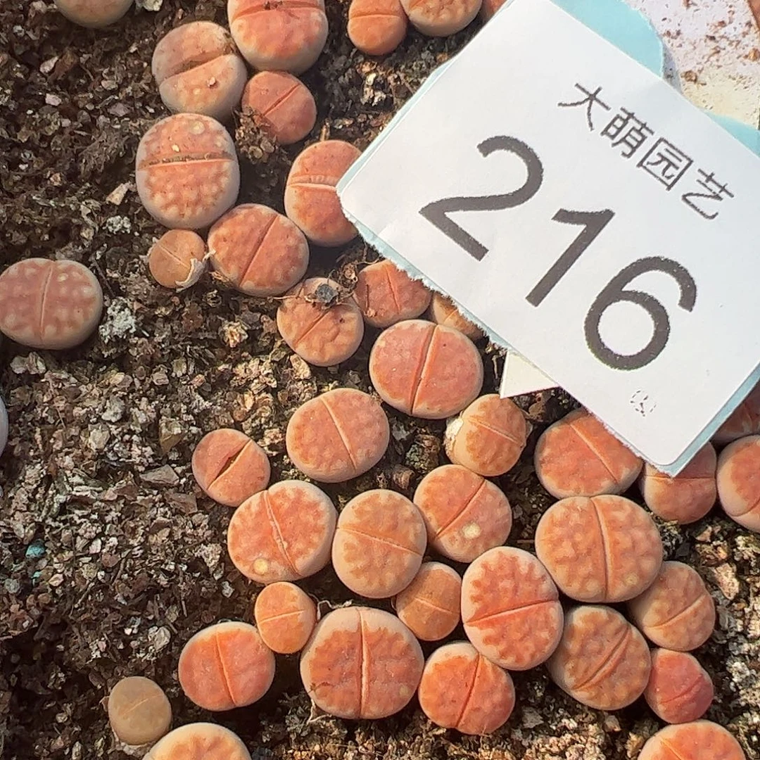 0000216量拍冰橙3颗