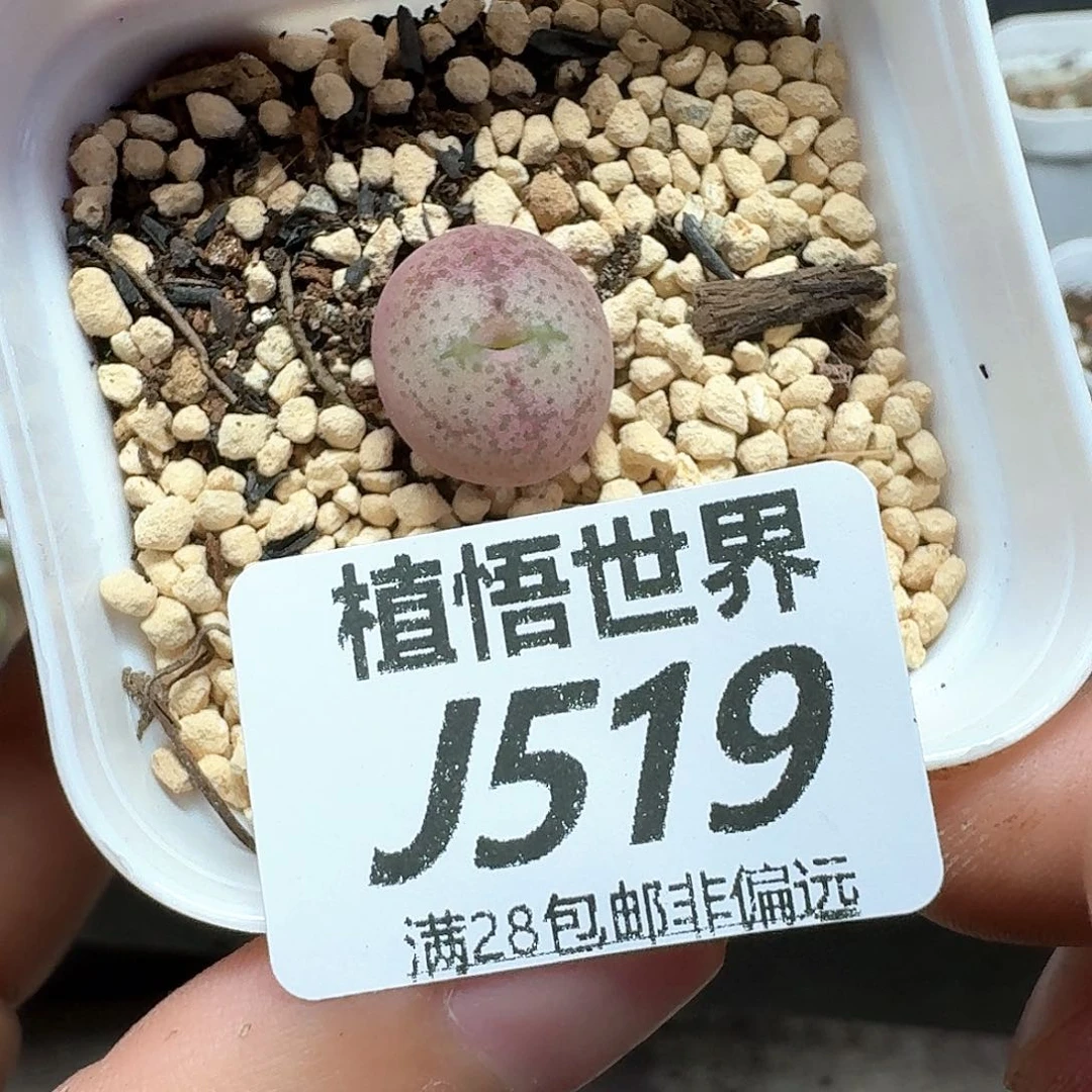 多肉植物的润泽额f g