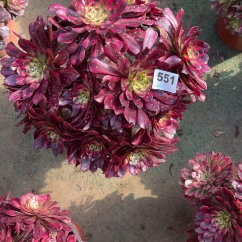 星**缘551美肌朵朵多肉，