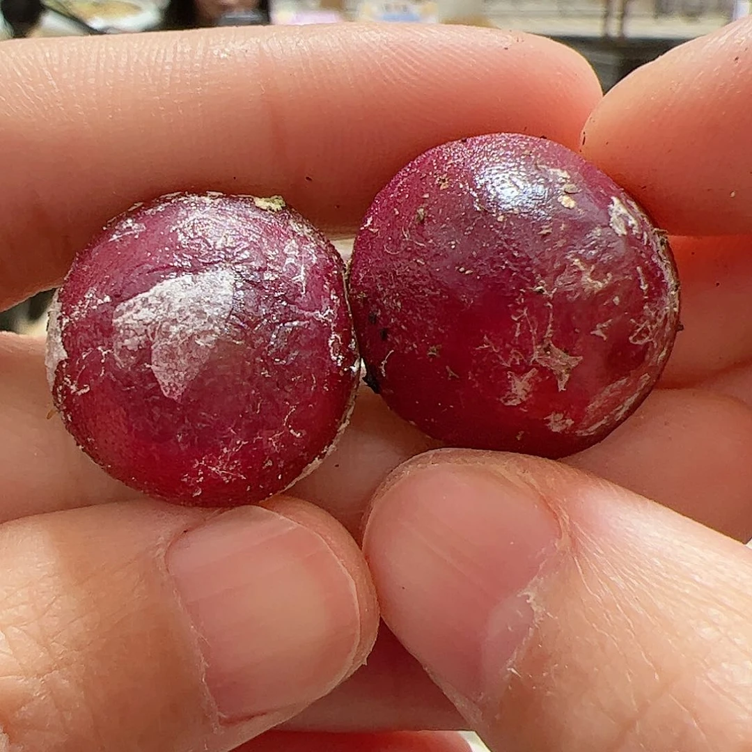 【闪购商品】183 灯泡