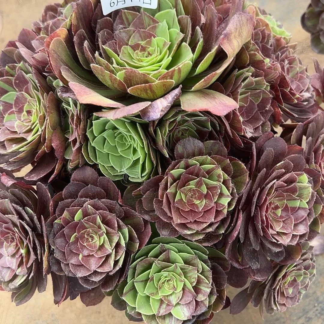 6.14-1花月夜多肉1