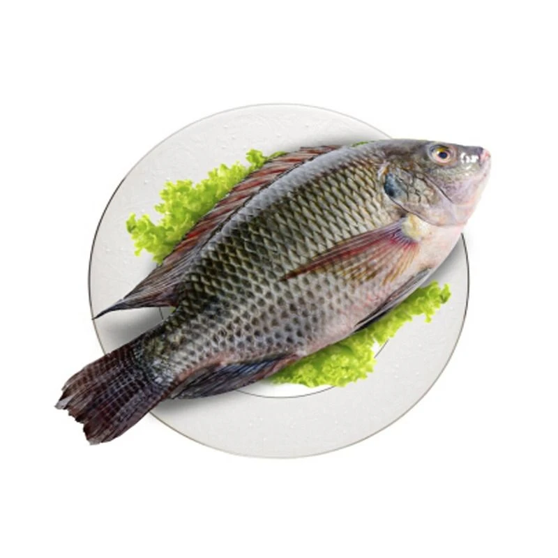 罗非鱼（宰杀前）约500g±50g