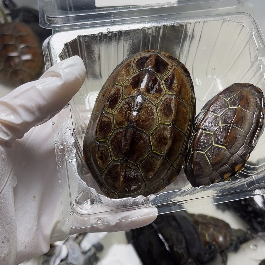 中华草龟公母搭配1237869