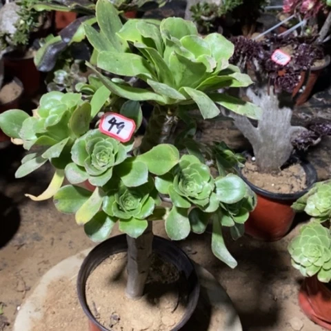 绿巫毒捧花一物一拍