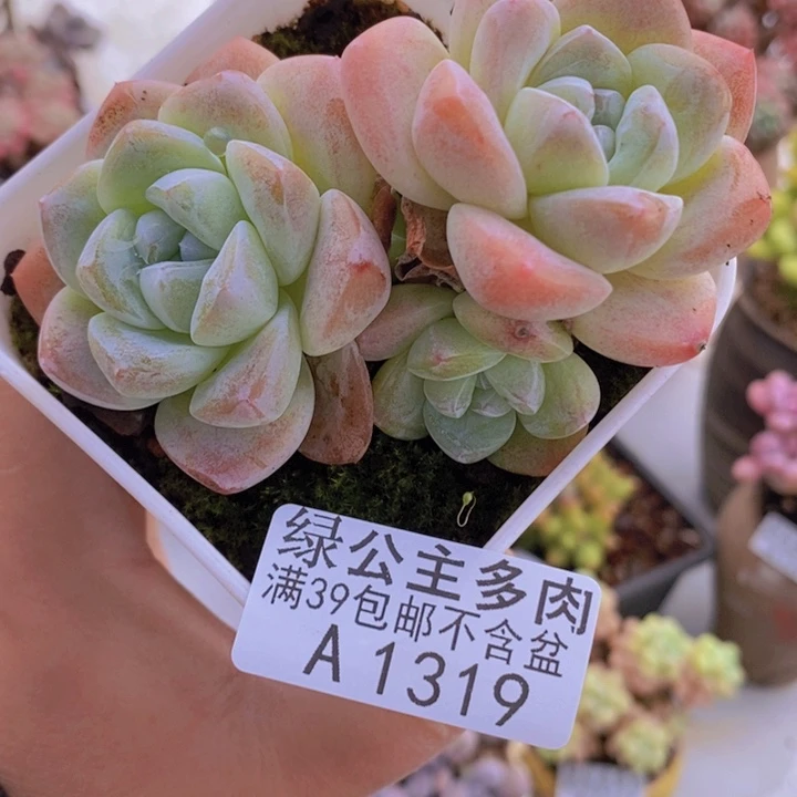 冰玉不包整8cm1319多肉植物