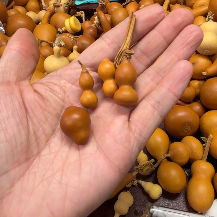 彼***阳彼此的太阳的四把草里金葫芦