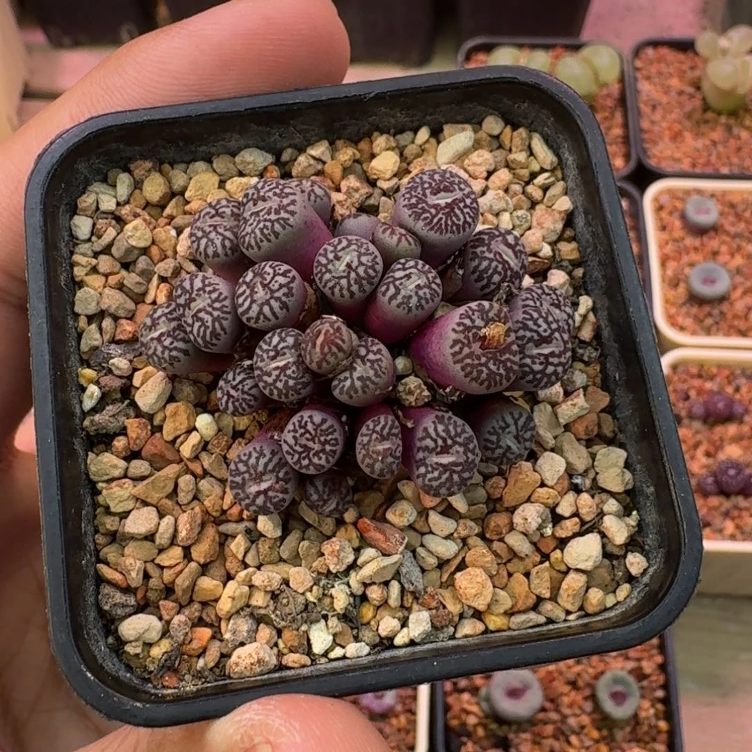 云缦精品番杏29.18