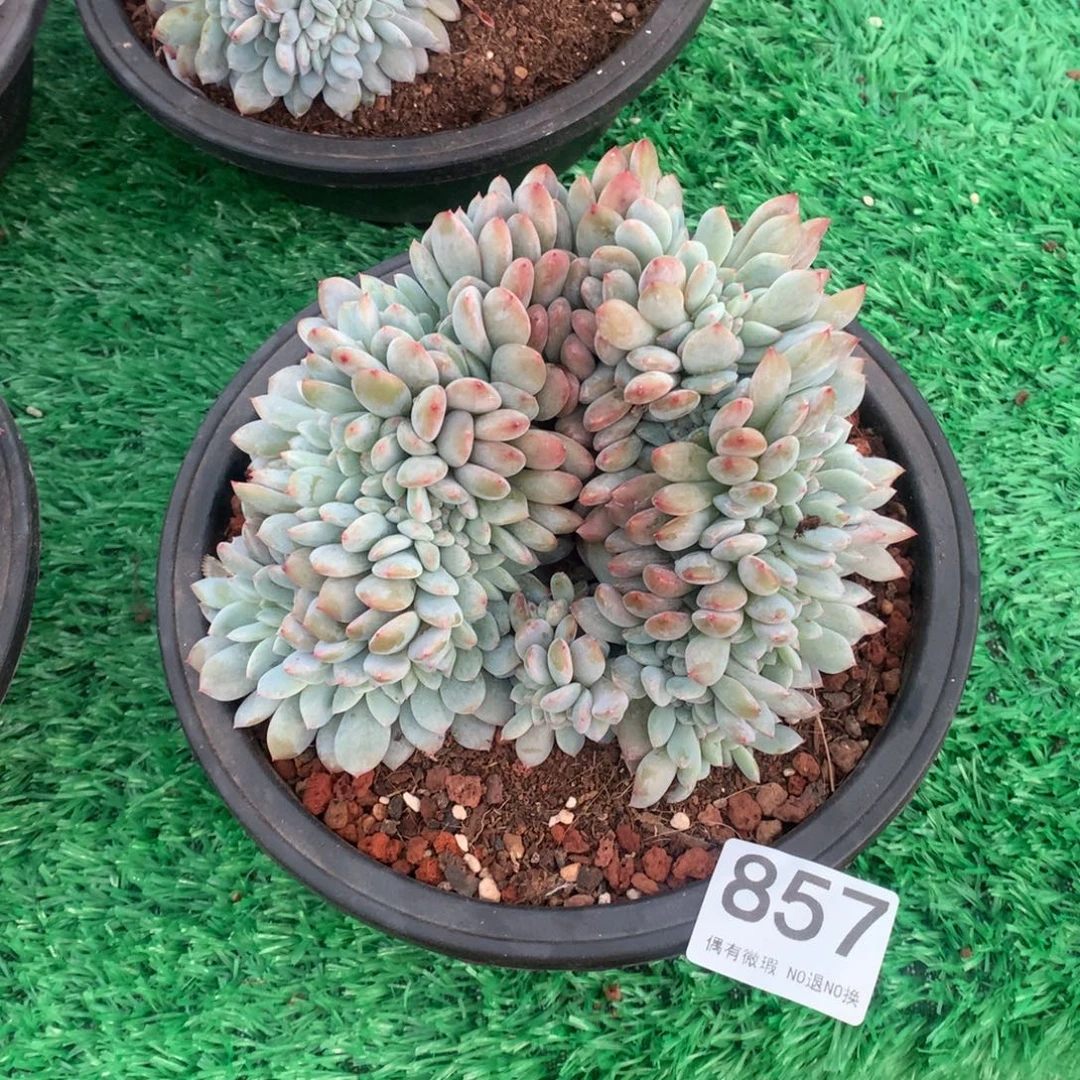 857橙子缀多肉植物