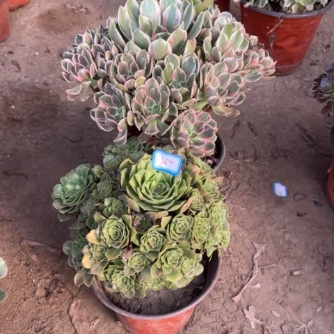 364多肉植物组合，