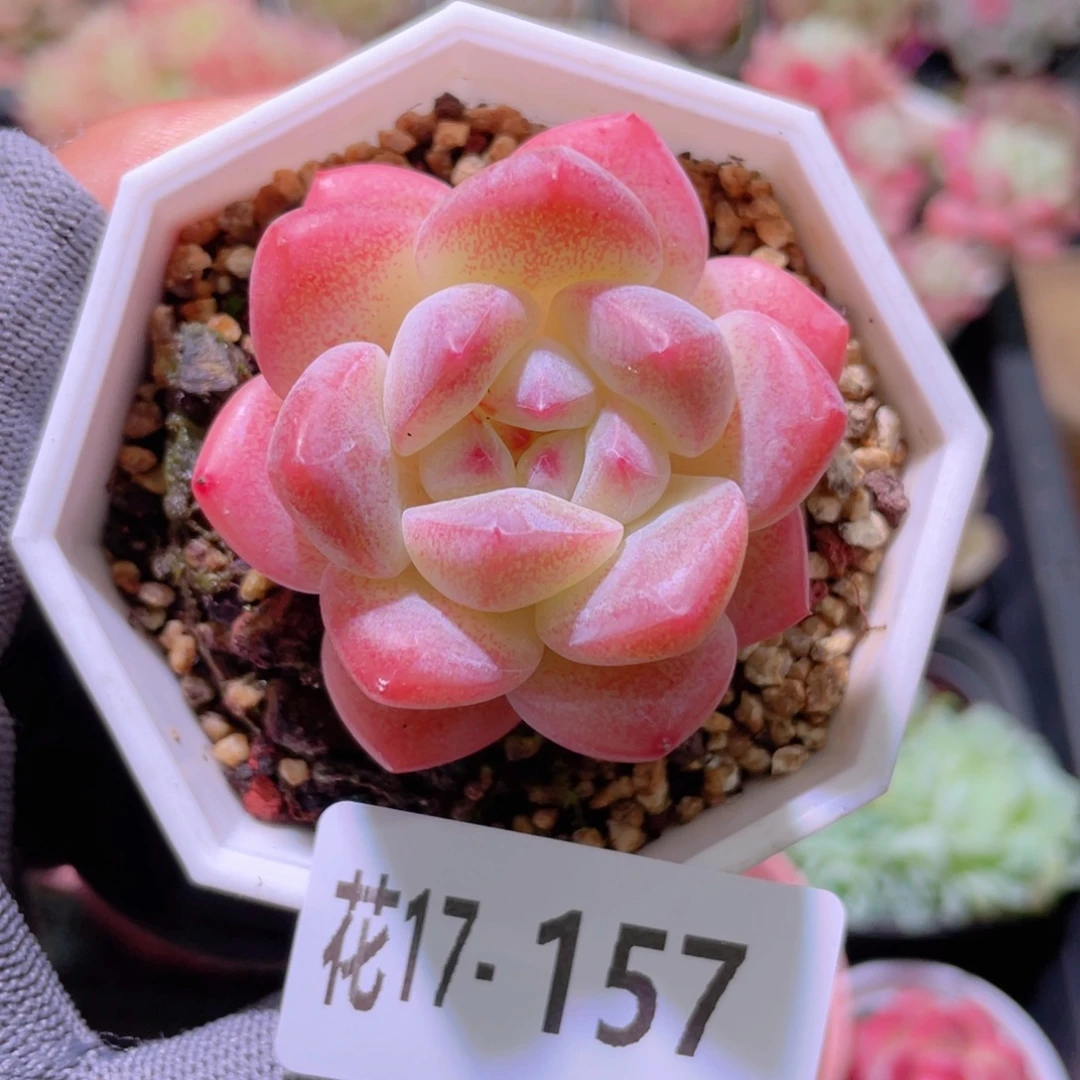 花利美17-157刚毅