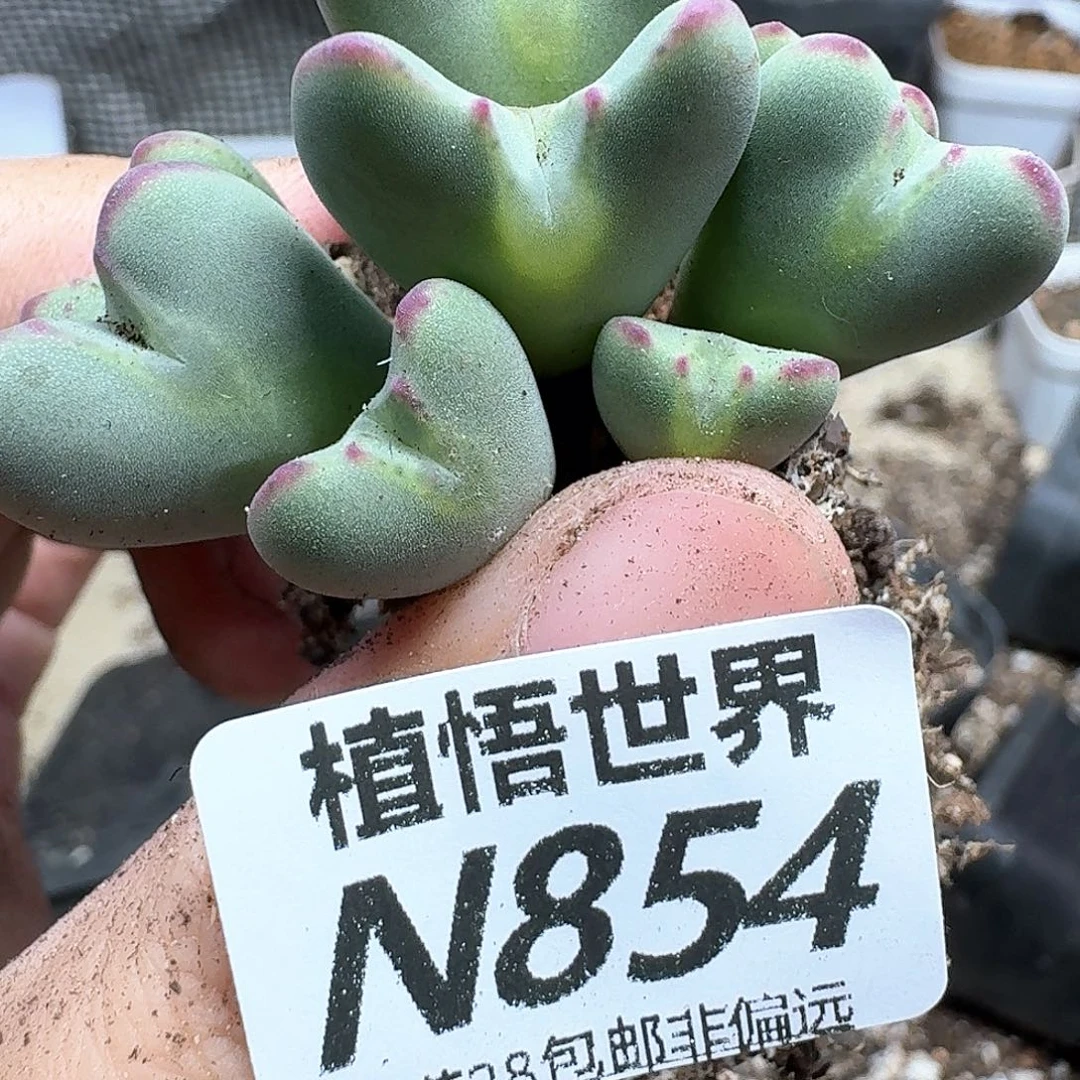 多肉植物的润泽吧