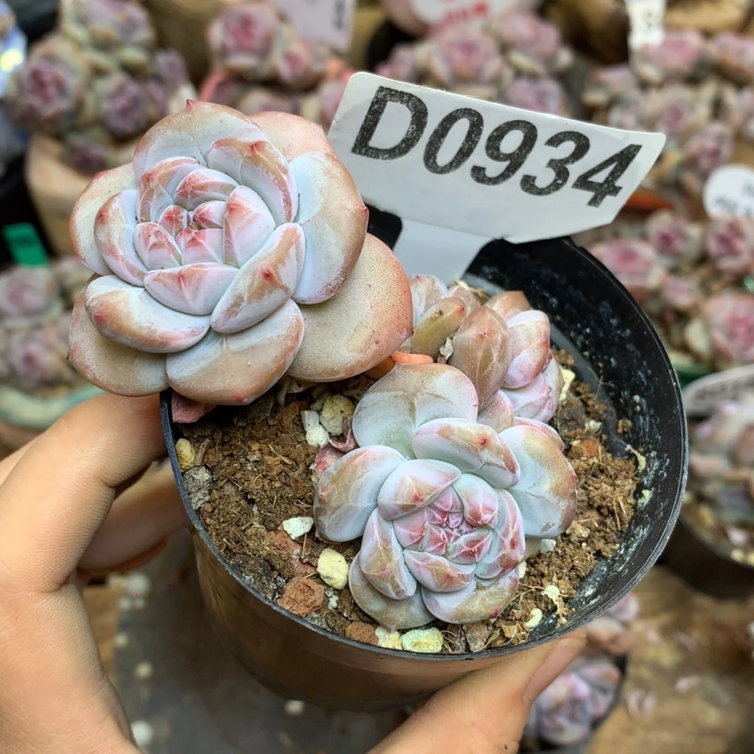 D0934 突尼斯4头 新粉 福利