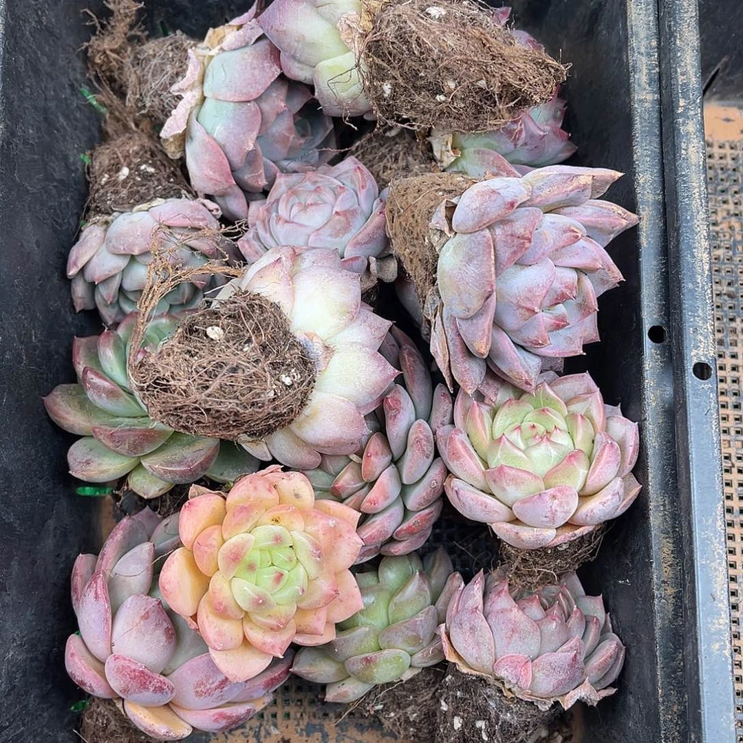 多肉一物一拍11-132