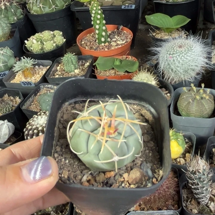 仙人球一物一拍实生