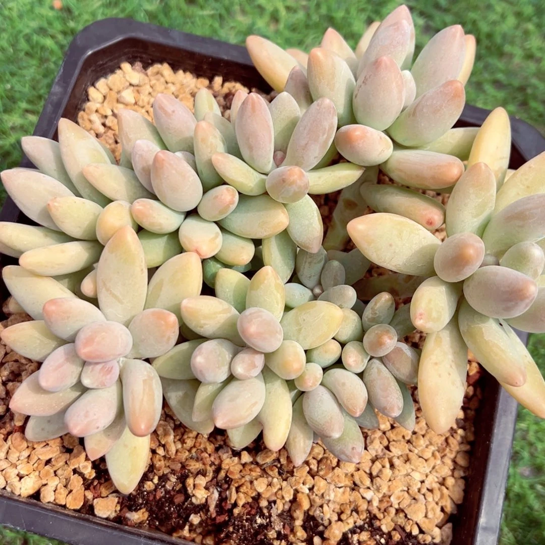*****白兰地群生发货的
