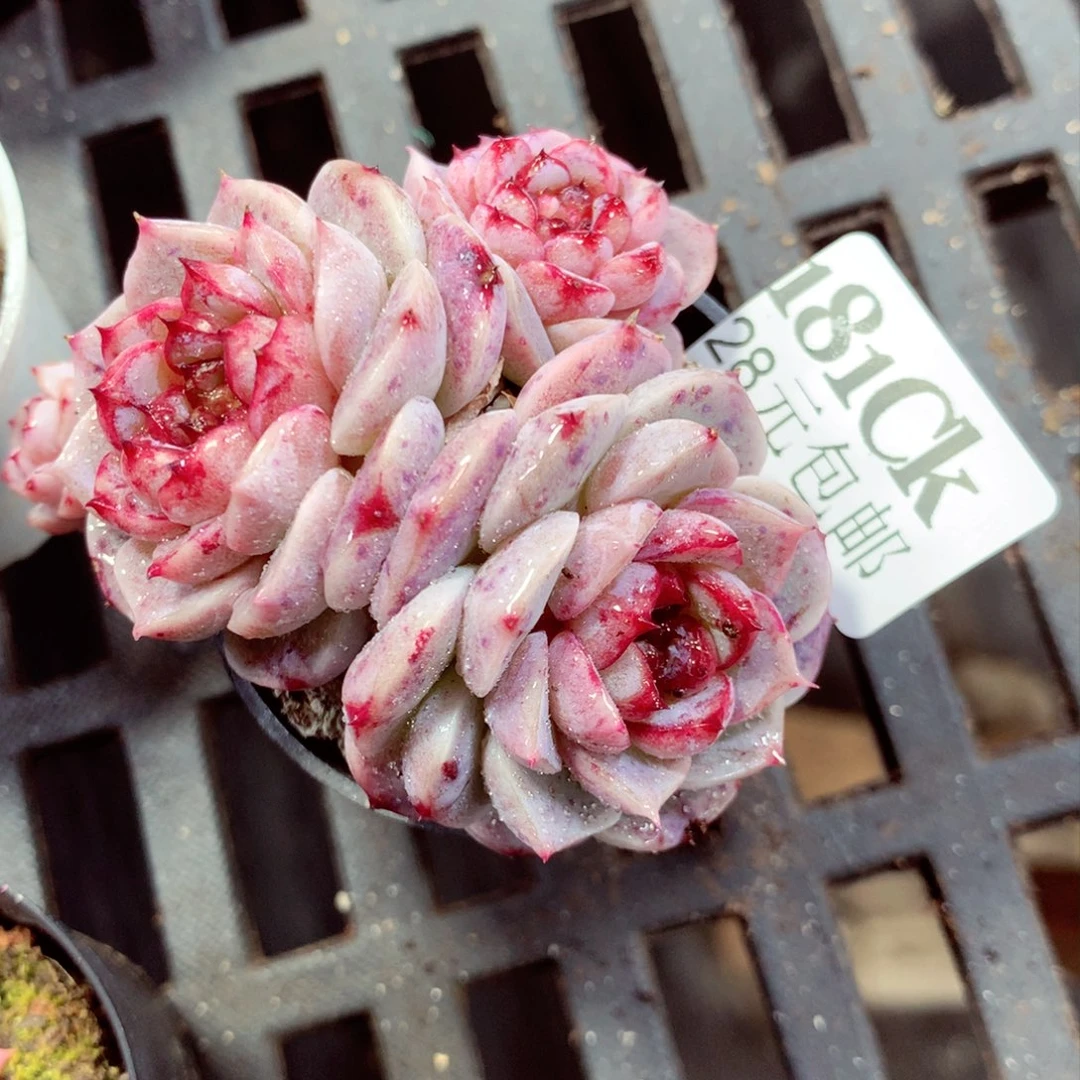 5厘米盆精控多肉181