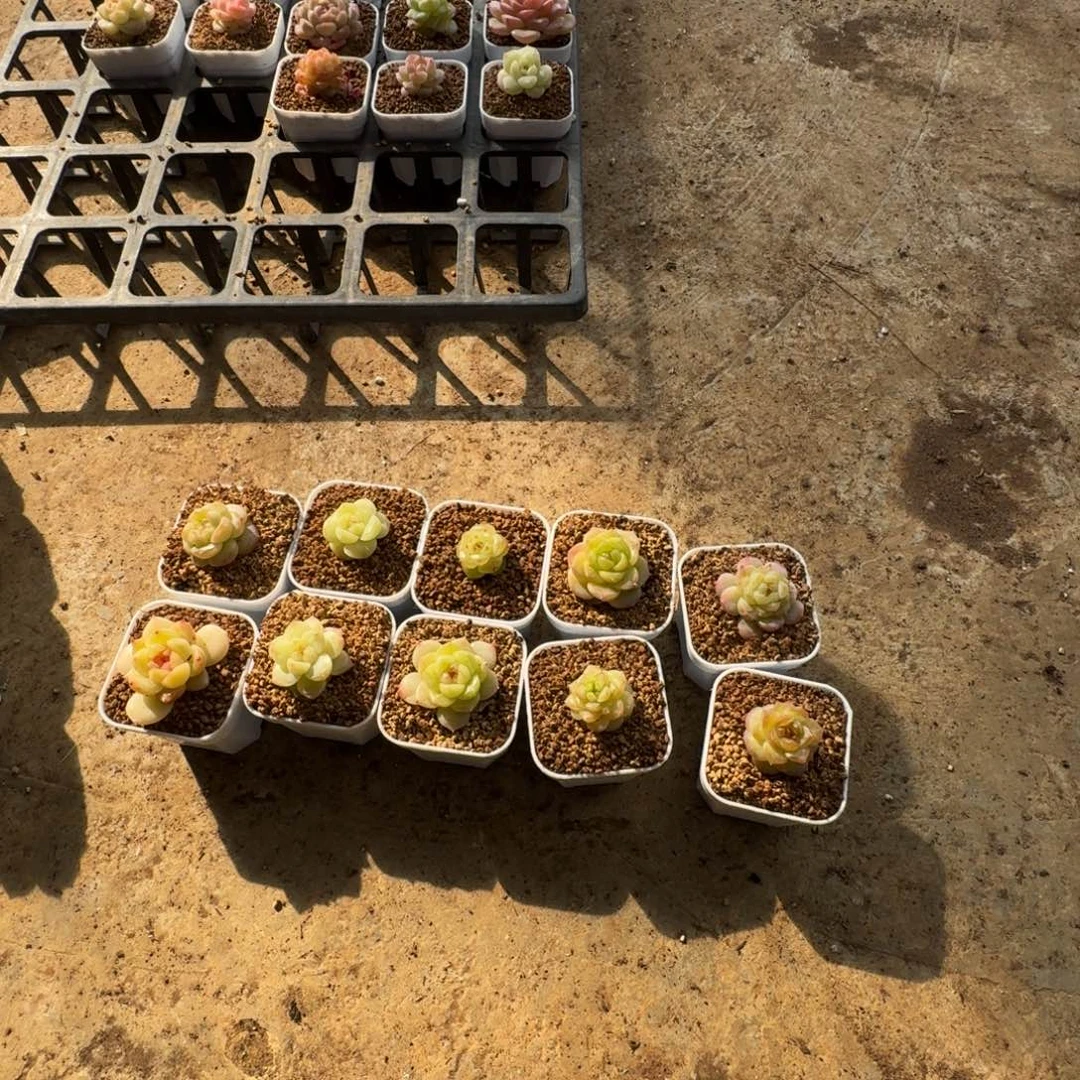 绿体灯养一颗量拍20-42