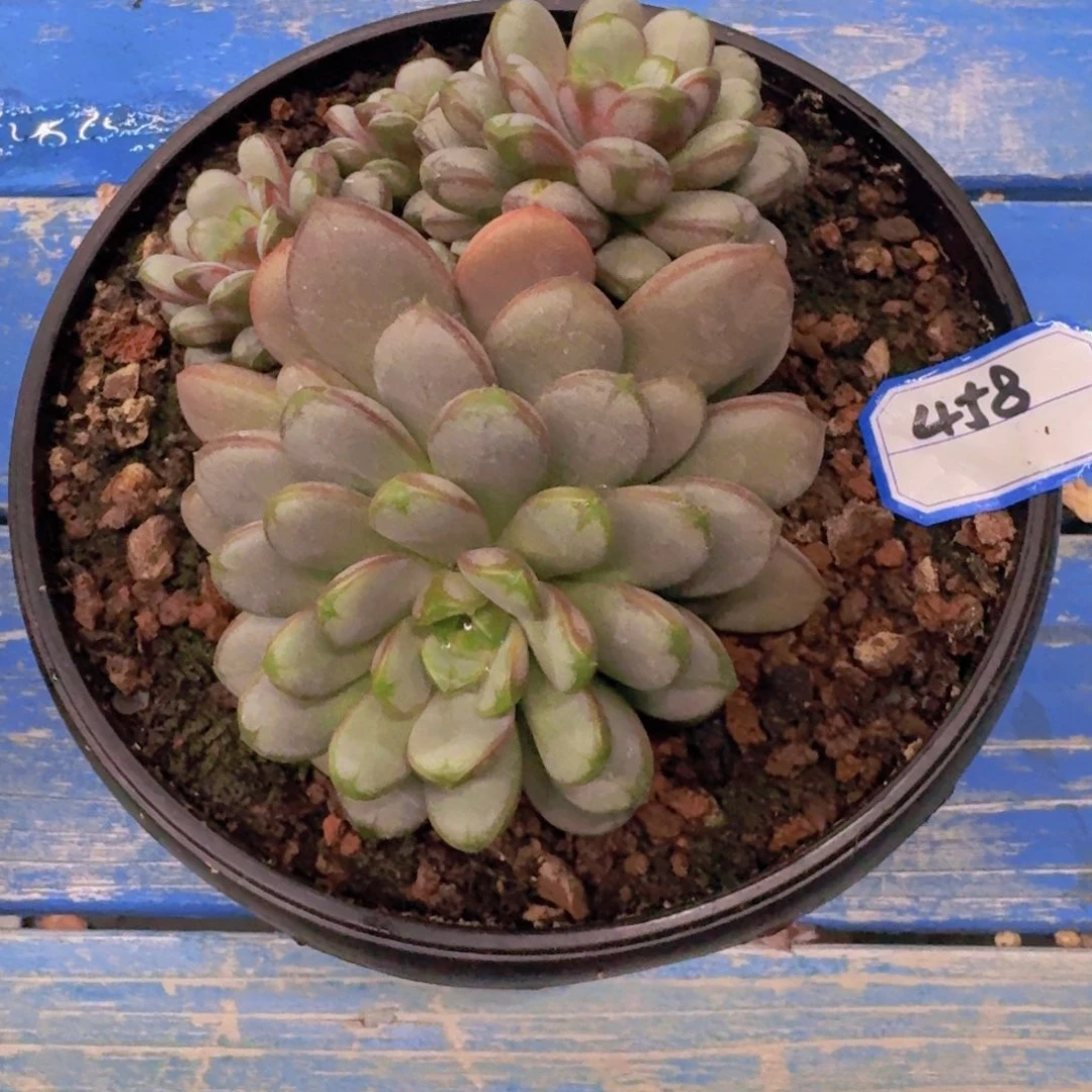 念*458葡萄凡艺多肉