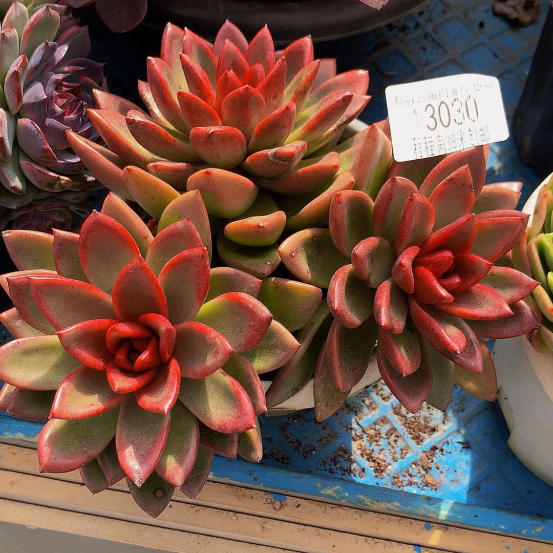 随***-丰沛玫瑰13030多肉多肉