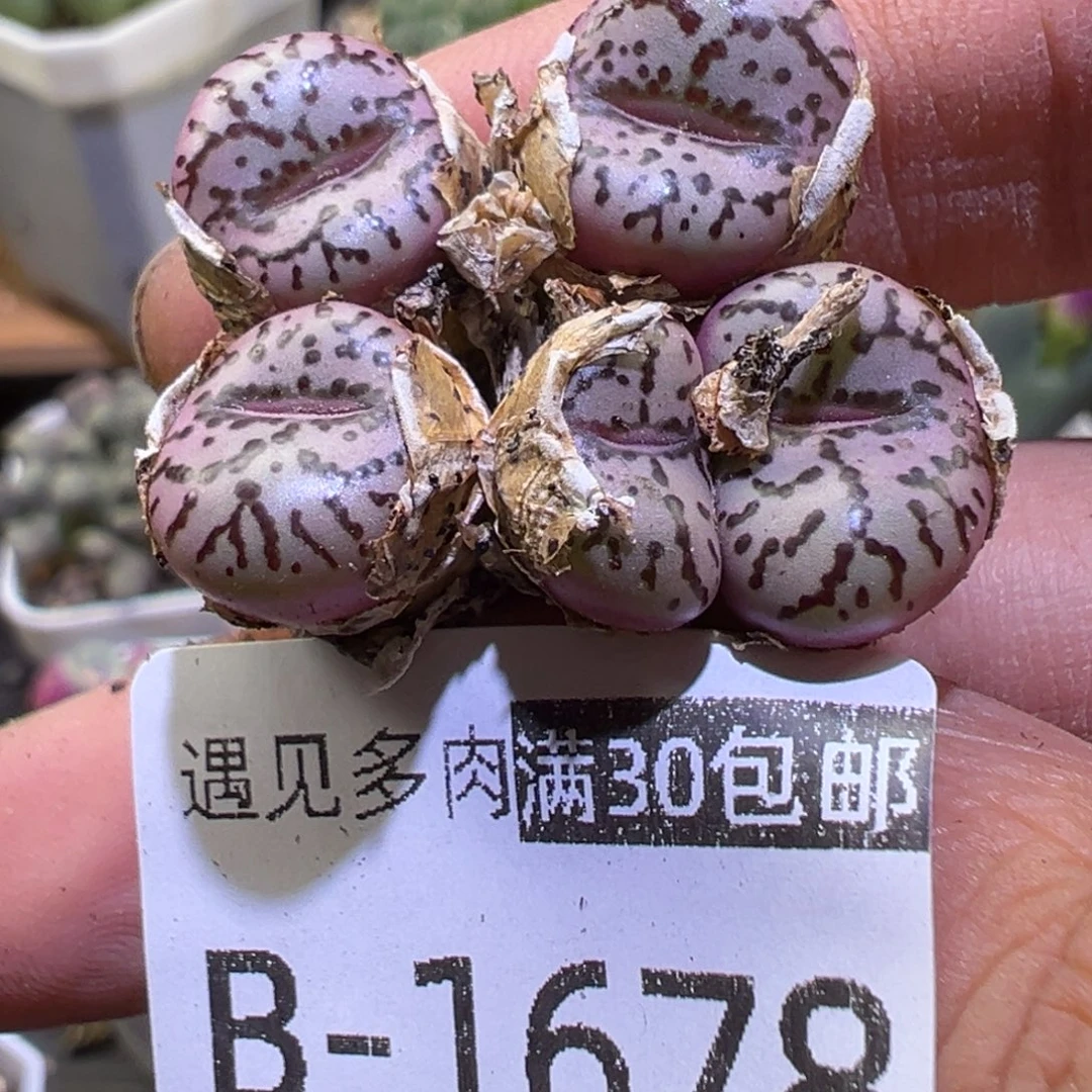 多肉植物111111111111