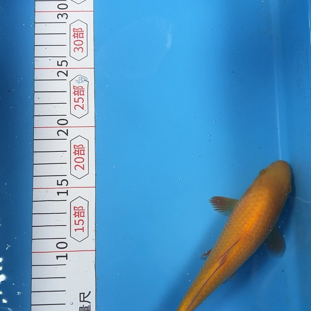 锦鲤鑫泓锦鲤养殖