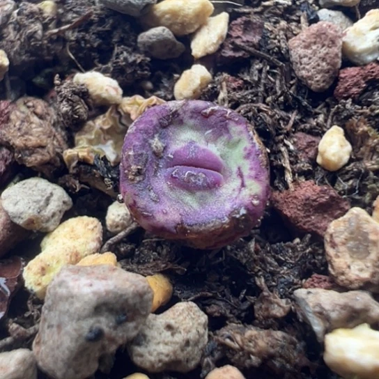 干疤福利小红嘴。  可带盆土214