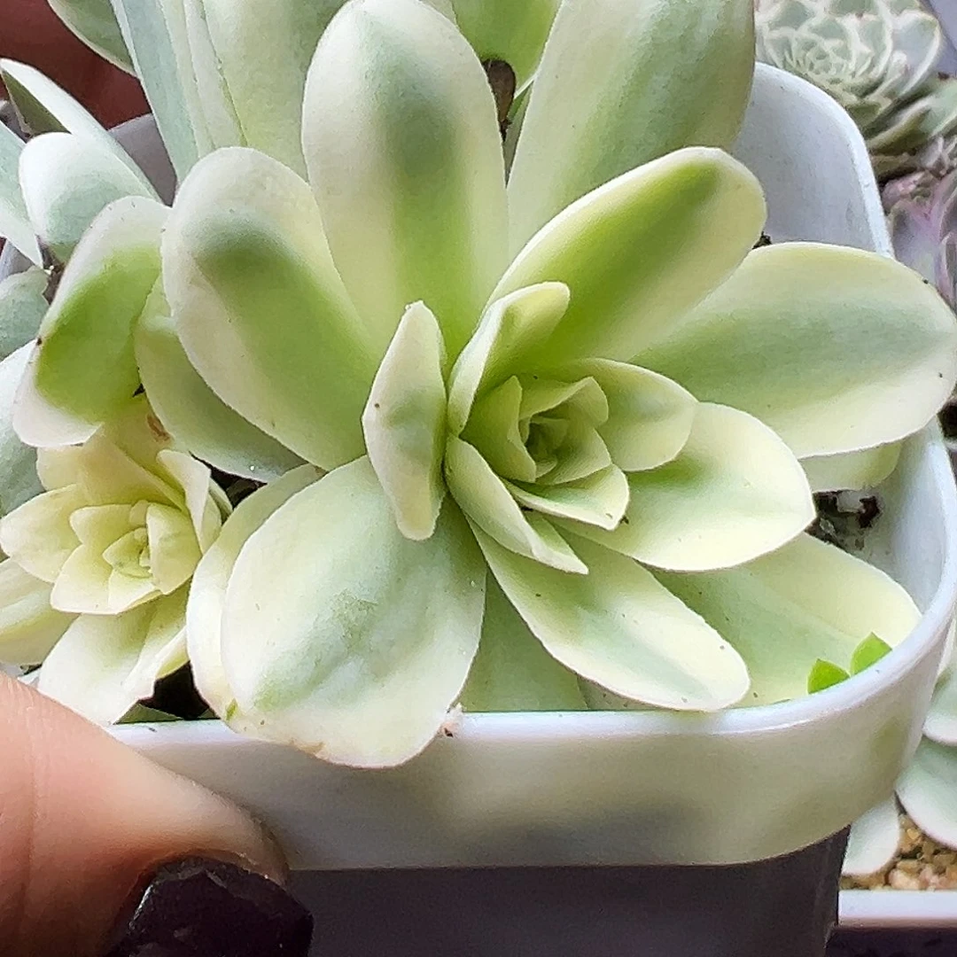 山地玫瑰锦春晓476号