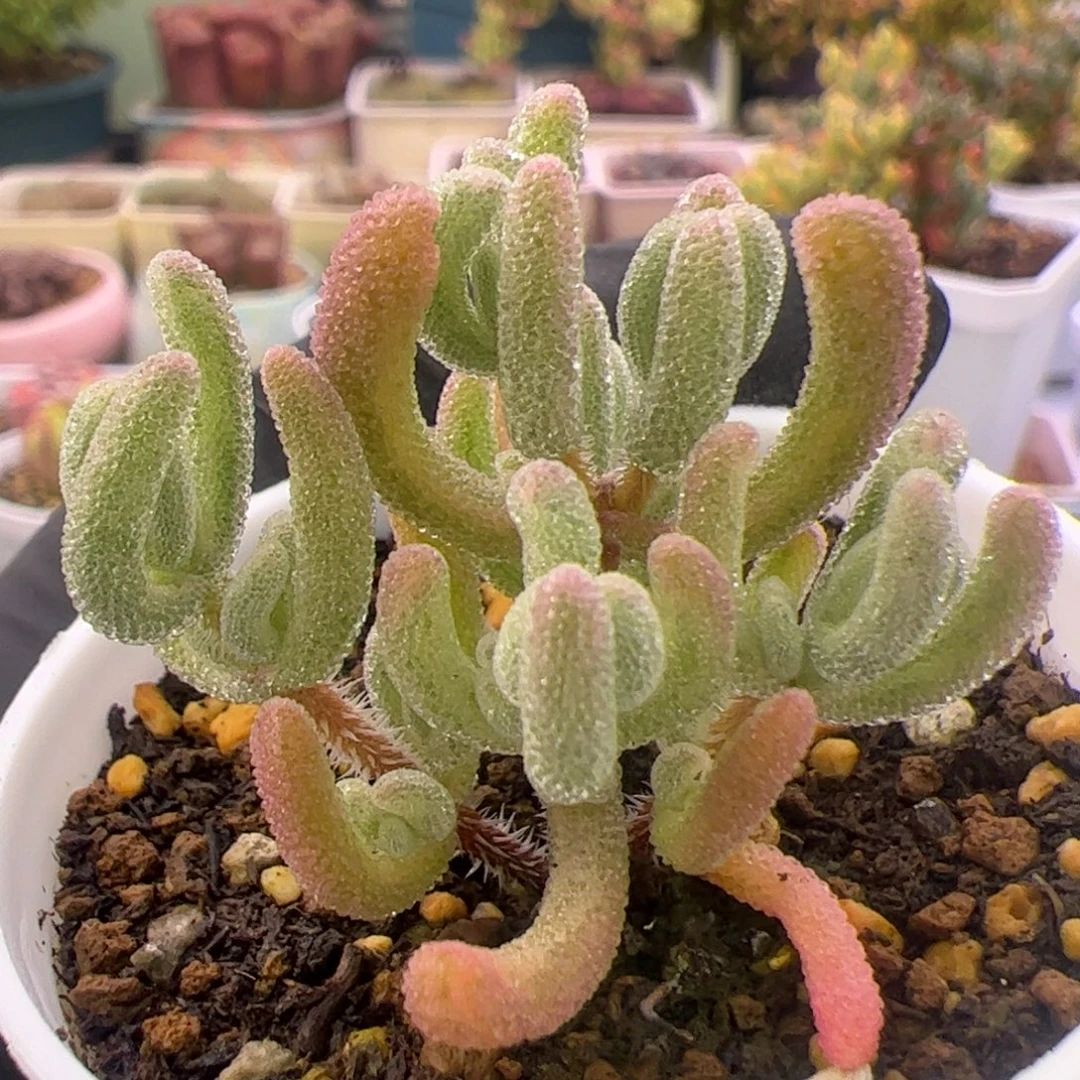 多肉植物枝干橙叶白锦