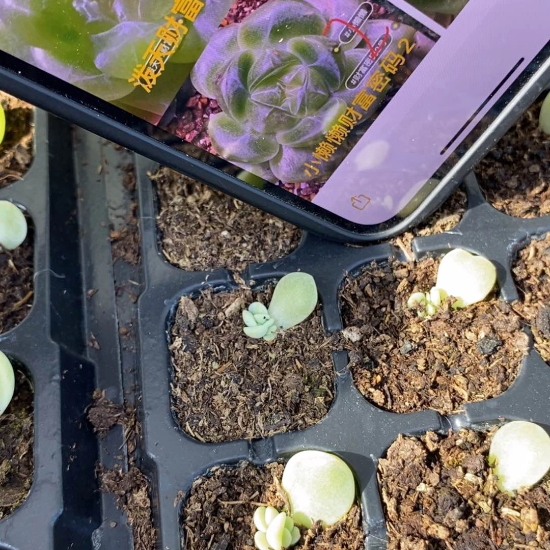 穴盘花开财富2芽苗一个