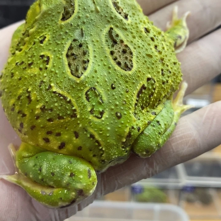 角蛙462号金光圈薄荷