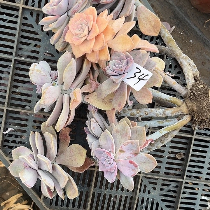 3***6紫乐景18.87多肉植物34号