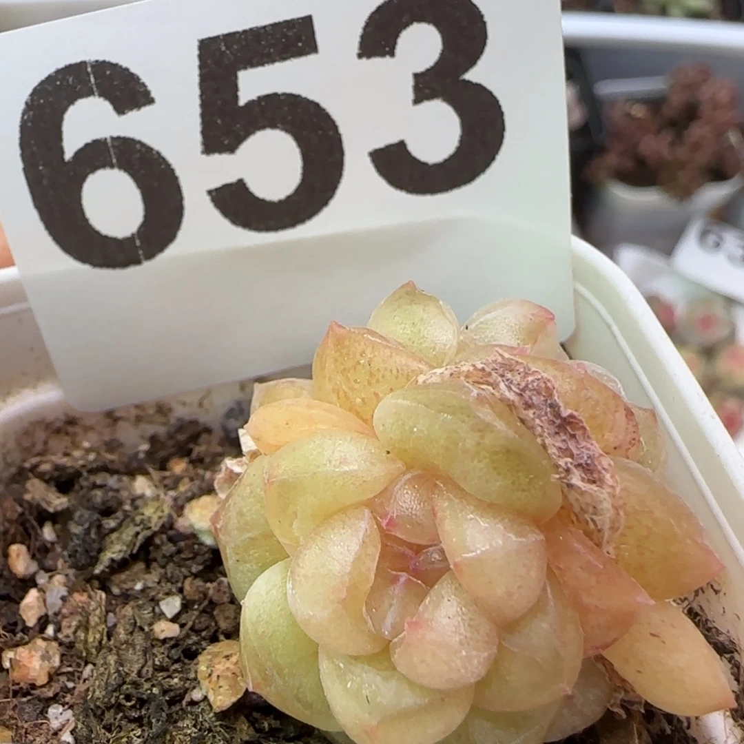 653王者珍妮一颗颗