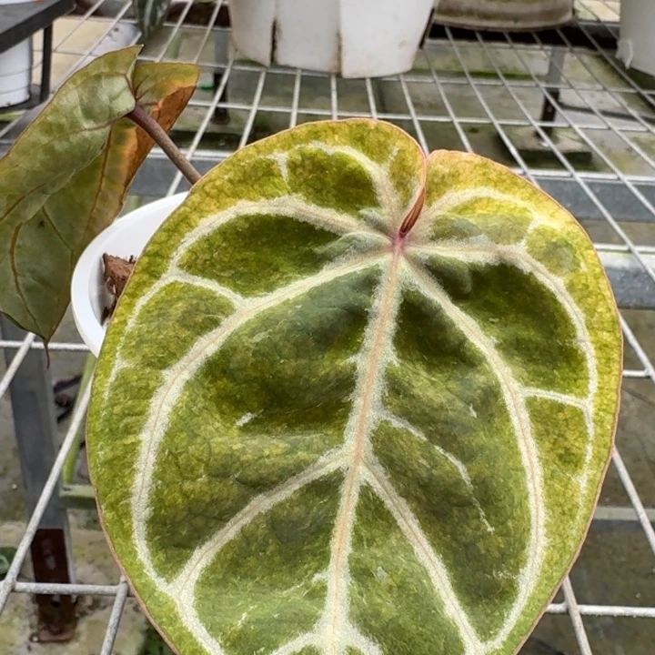 完全开放7号虹霓花烛