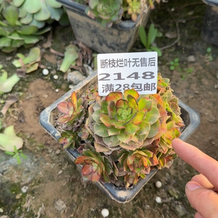 2148海王七彩三号棚
