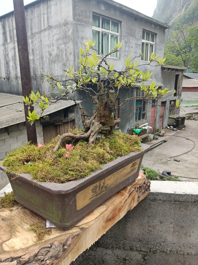 小叶雀梅盆景室内办公室庭院造型绿植盆栽素材