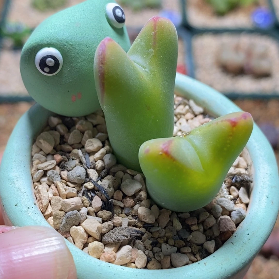 好看好看的将带盆福利